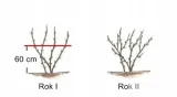 agrest-krza-czer-ribes-uva-crispa-triumf-rodzaj-rosliny-agrest-wiek-sadzonki-w-latach-2
