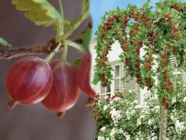 agrest-pn-czer-ribes-uva-crispa-invicta