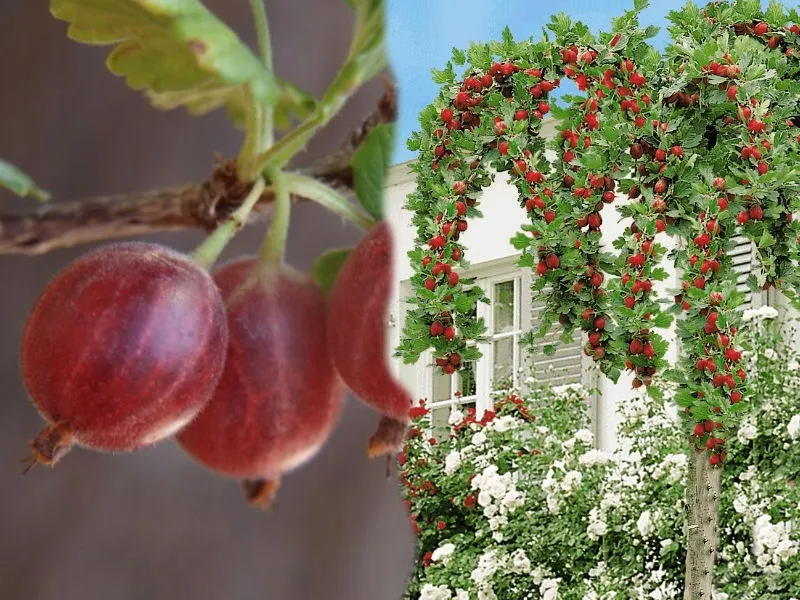 agrest-pn-czer-ribes-uva-crispa-invicta