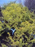 berberys-berberis-zolty-rodzaj-rosliny-inny