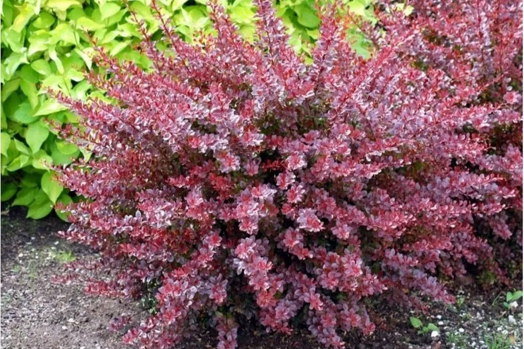 berberys-berberis-czerwony