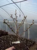 berberys-berberis-czerwony-rodzaj-rosliny-inny