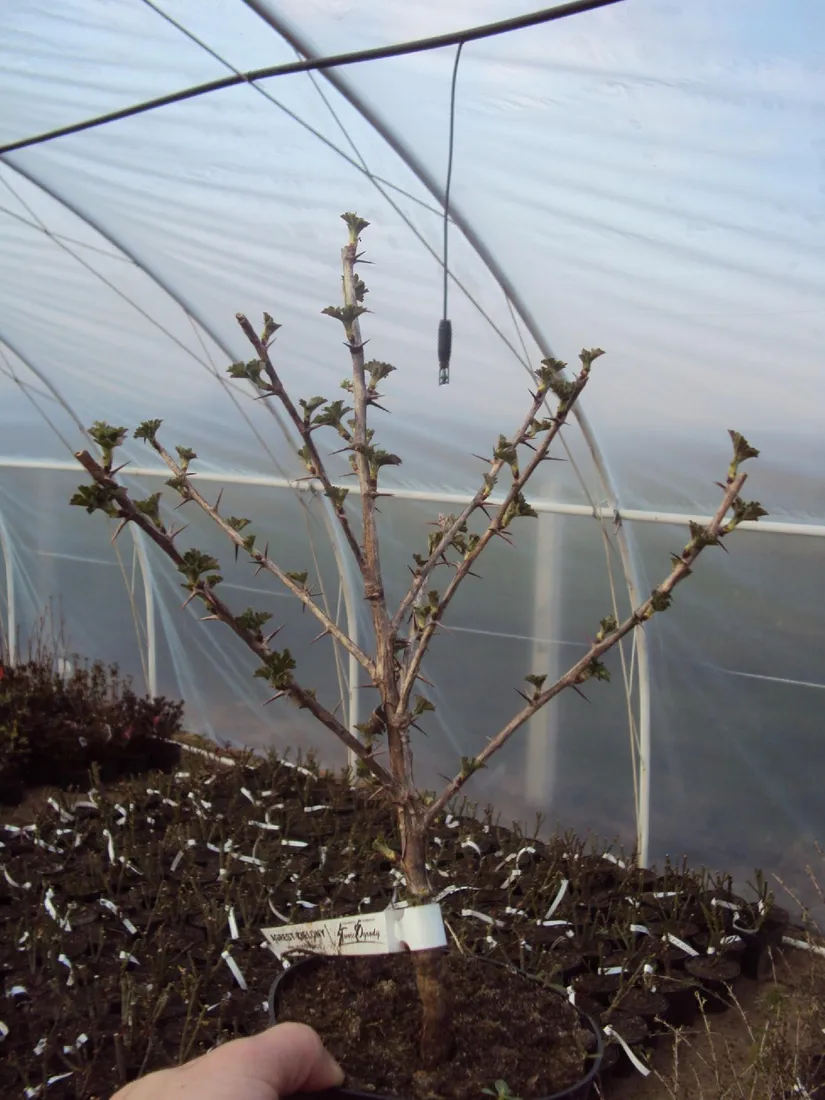berberys-berberis-czerwony-rodzaj-rosliny-inny