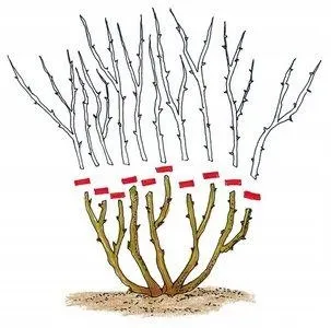 berberys-berberis-czerwony-rodzaj-rosliny-inny