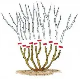 berberys-berberis-czerwony-rodzaj-rosliny-inny