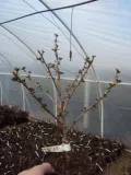 berberys-berberis-czerwony-rodzaj-rosliny-berberysy
