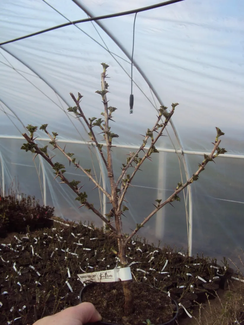berberys-berberis-czerwony-rodzaj-rosliny-berberysy