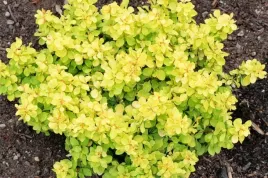 berberys-berberis-zolty