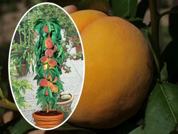 brzoskwinia-kol-persica-reliance