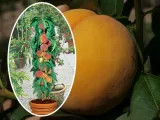 brzoskwinia-kol-persica-reliance