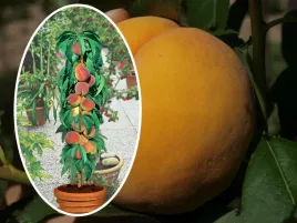 brzoskwinia-kol-persica-reliance