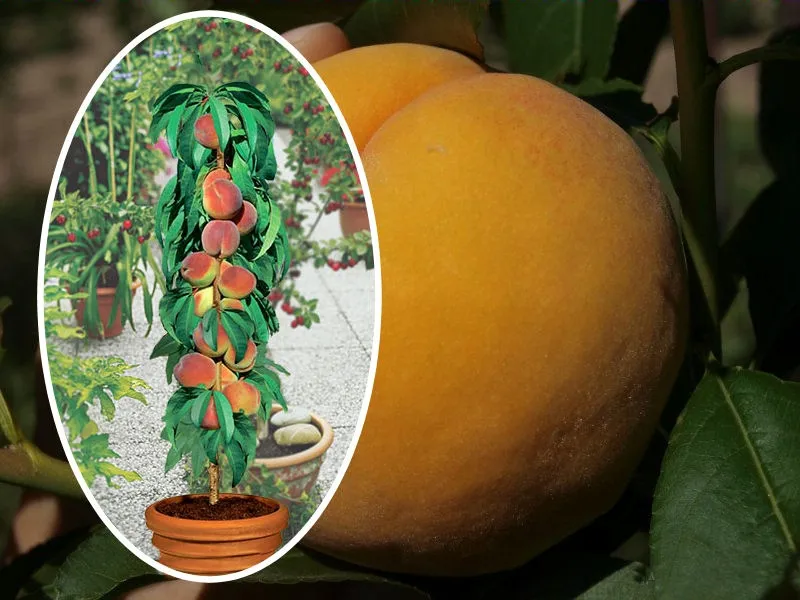 brzoskwinia-kol-persica-reliance
