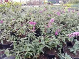 budleja-buddleja-daviddi-dart-s-papilon-rodzaj-rosliny-inny