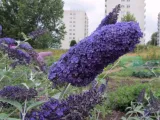 budleja-buddleja-davidii-dart-s-papilon