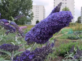 budleja-buddleja-davidii-dart-s-papilon