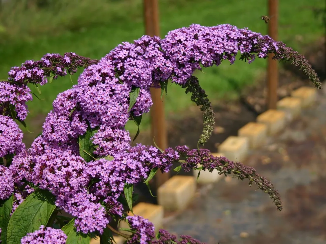 budleja-buddleja-davidii-purple-prince