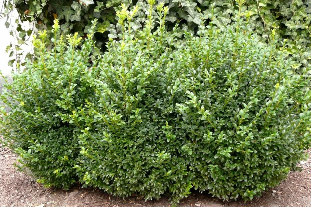 bukszpan-buxus-sempervirens-do-formowania