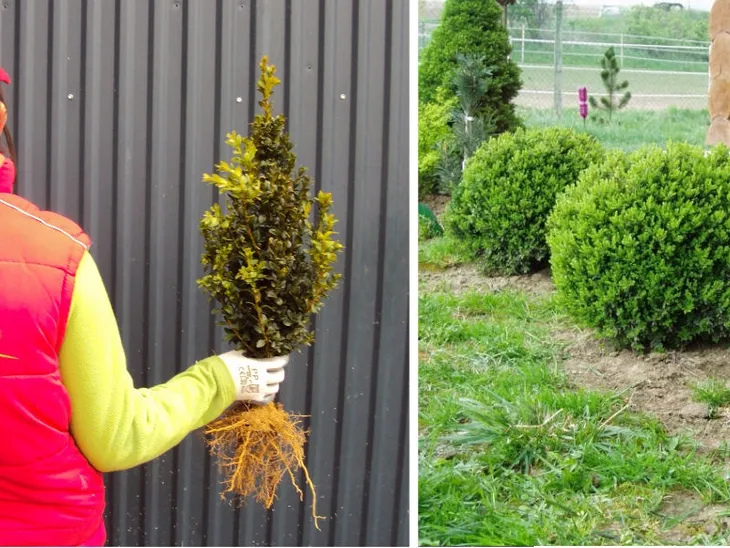 bukszpan-buxus-sempervirens-do-formowania-rodzaj-rosliny-inny