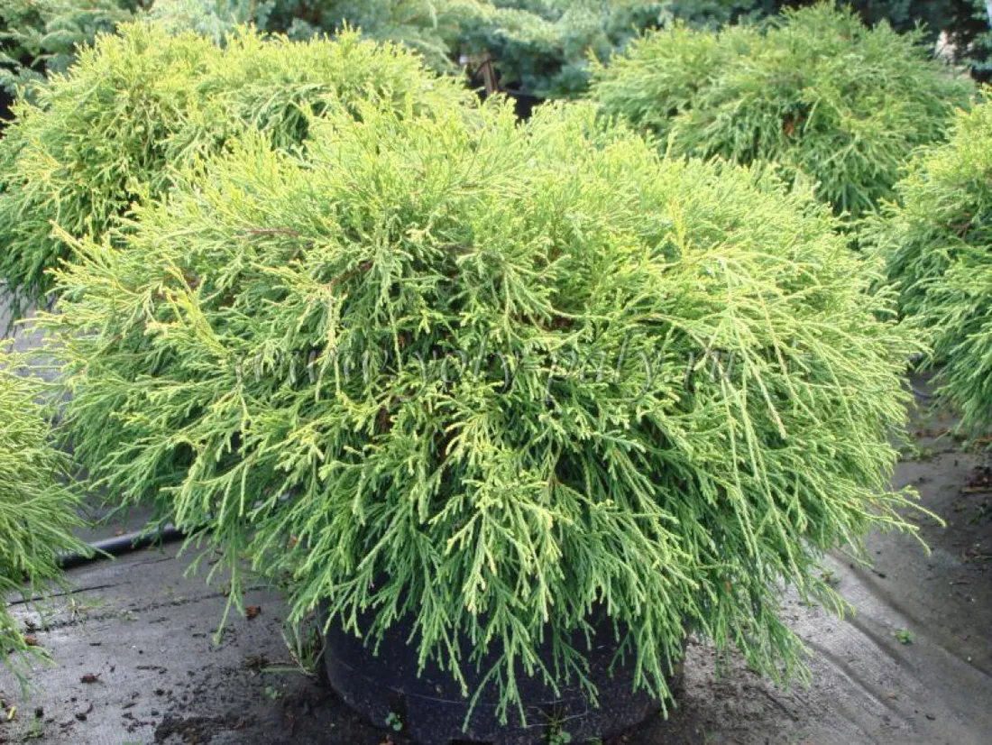 cyprys-cupressus-sungold-3-let