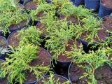 cyprys-cupressus-sungold-3-let-rodzaj-rosliny-inny