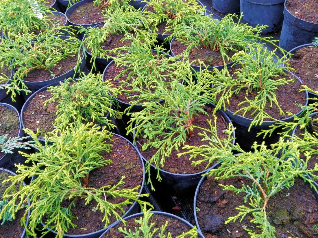 cyprys-cupressus-sungold-3-let-rodzaj-rosliny-inny