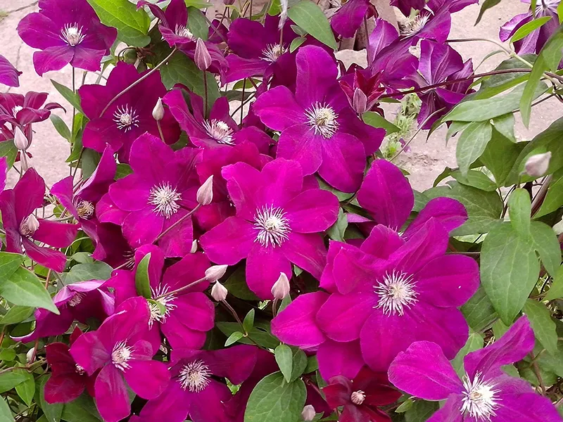 clematis-ernest-markham
