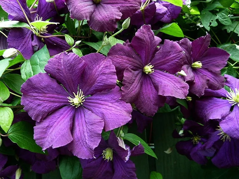 clematis-etoile-violette
