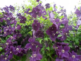 clematis-jackmanii