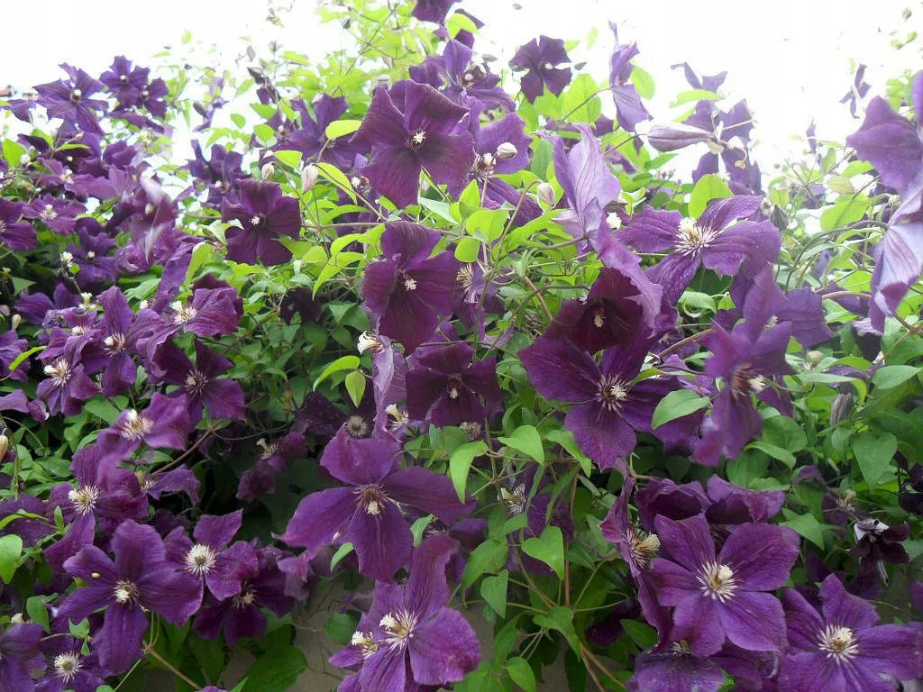 clematis-jackmanii