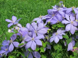 clematis-justa