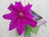 clematis-kacper