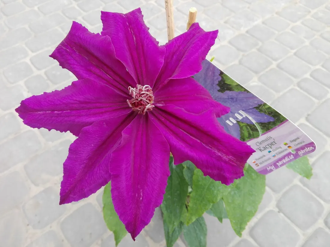 clematis-kacper