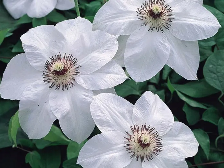 clematis-miss-bateman