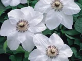clematis-miss-bateman