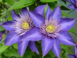 clematis-multi-blue