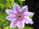 clematis-nelly-moser