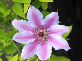 clematis-nelly-moser