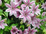 clematis-nelly-moser-rodzaj-rosliny-inny
