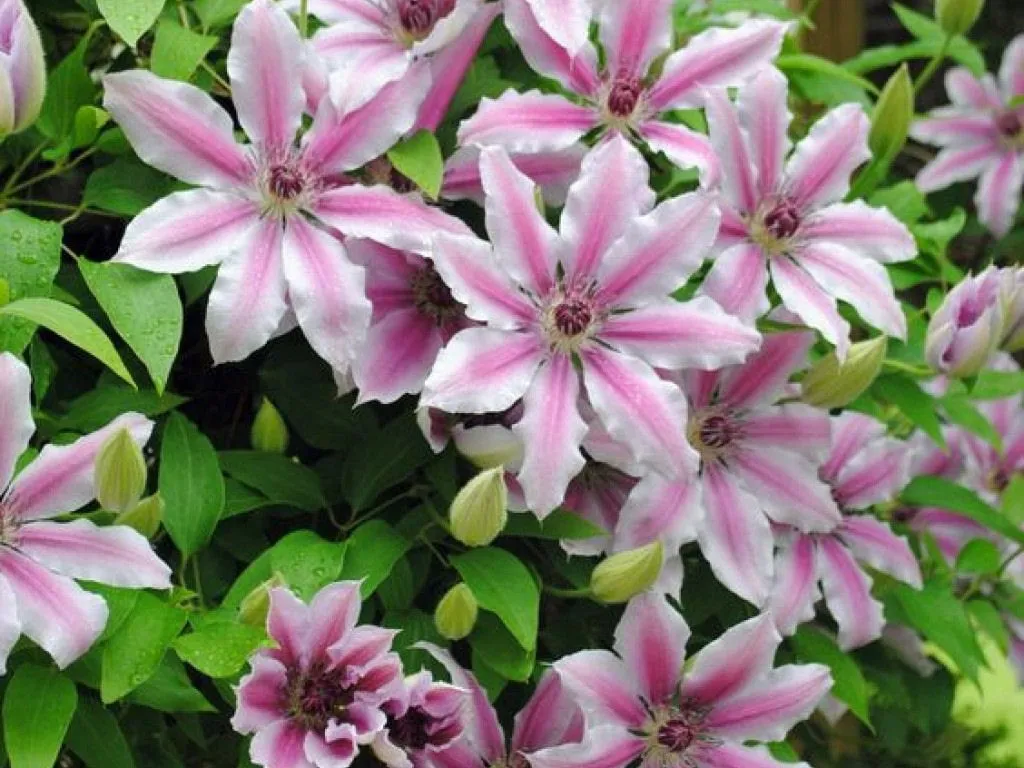 clematis-nelly-moser-rodzaj-rosliny-inny