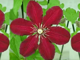 clematis-niobe