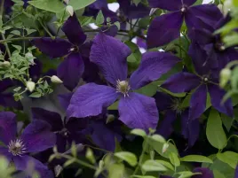 clematis-polish-spirit