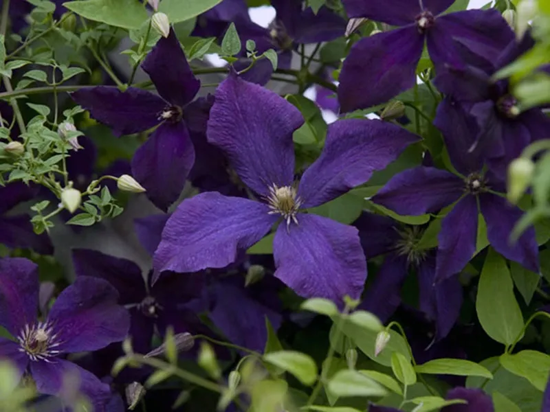 clematis-polish-spirit