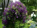 clematis-polish-spirit-rodzaj-rosliny-inny