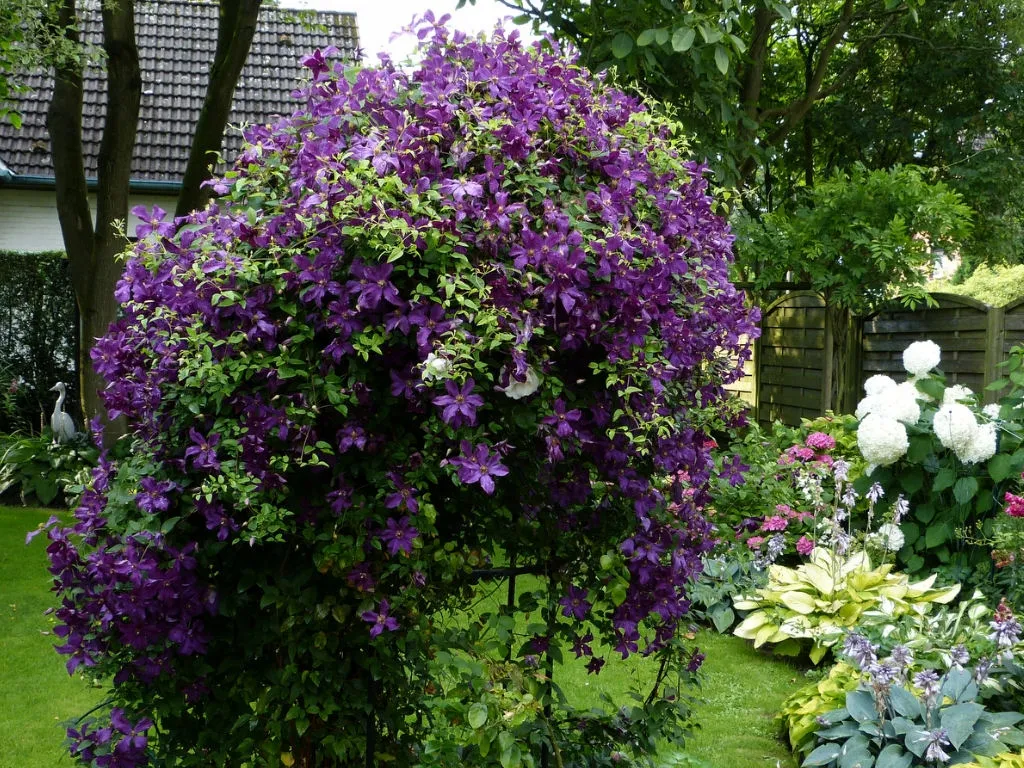 clematis-polish-spirit-rodzaj-rosliny-inny
