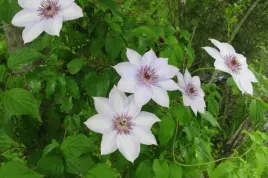 clematis-powojnik-bialy