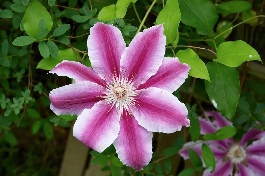 clematis-powojnik-dwukolorowy