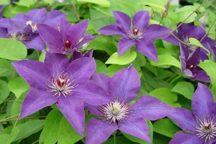 clematis-powojnik-niebieski