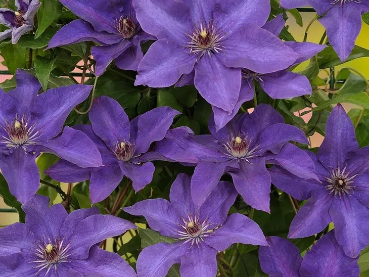clematis-the-president
