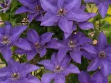 clematis-the-president