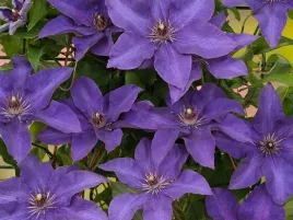 clematis-the-president